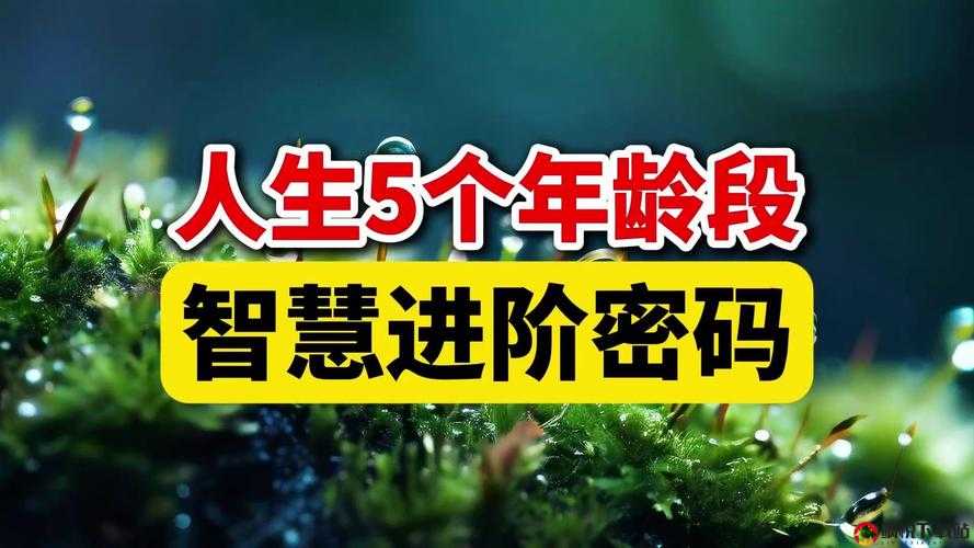 国际 b 站免费直播入口 MBA 智库 ：开启知识与智慧的进阶之门